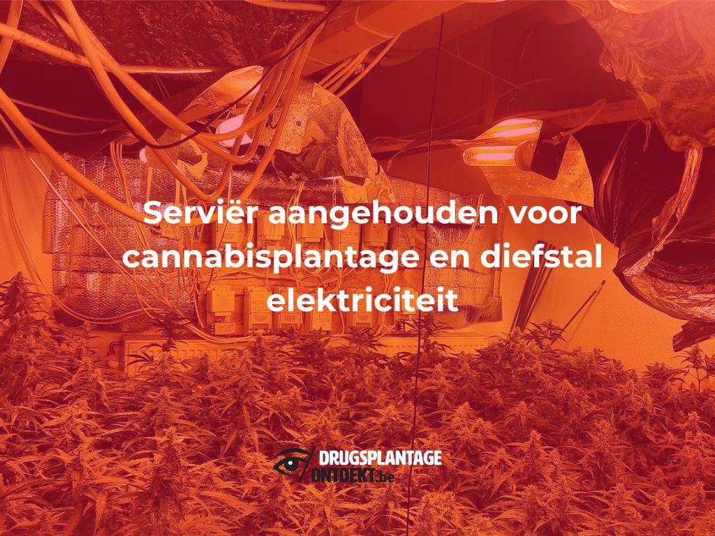 Bonheiden - Serviër aangehouden voor cannabisplantage en diefstal elektriciteit